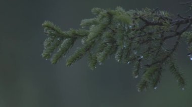 Pine branches waving in the wind with raindrops, in the background of the forest