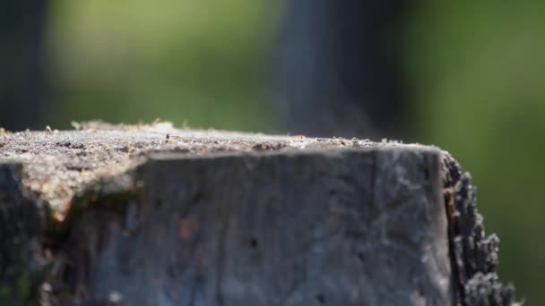 Avdunstning Fukt Stubbe Skogen Efter Regn Nära Håll — Stockvideo