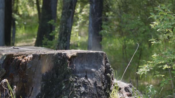 Evaporation Humidité Sur Une Souche Dans Forêt Après Pluie Gros — Video