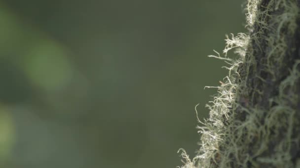 Vapor Musgo Árbol Sobre Fondo Borroso Espacio Libre Para Inserción — Vídeo de stock