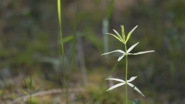 Fresh Green Spring Grass Dew Drops Blurred Grass Background Copyspace — Stock Video