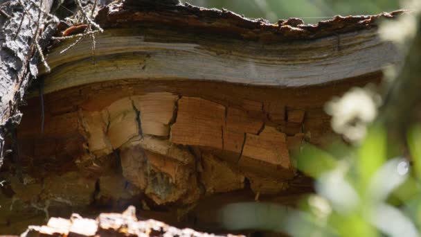 公園エリアと風の中でクモの巣を掃除した後 木製の切り株 閉めて — ストック動画