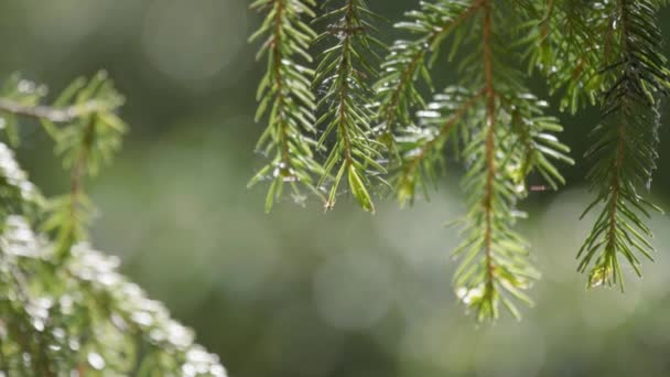 Pine Branches Waving Wind Raindrops Background Forest — Stok video