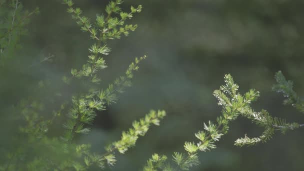 鲜绿的春草 有露珠 模糊的草色背景 复制空间 — 图库视频影像