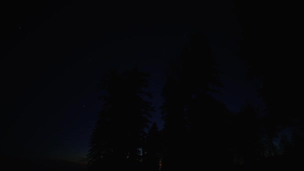 Yıldızların Zamanı Gece Gökyüzünde Çam Ağaçlarının Arasında Ilerliyor — Stok video