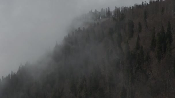 Nuvens Rastejam Pela Superfície Montanha Escondendo Copas Das Árvores Período — Vídeo de Stock