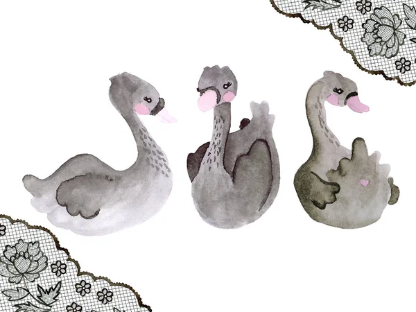 Suluboya farklı açılarda üç siyah kuğu: yana, öne ve arkaya. Siyah dantel bir çerçeve ve dantelli şakayıklarla çevrili..