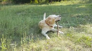 Labrador ya da golden retriver tahta sopa açık yeme. Hayvan çiğnemek ve doğa bir sopa ısırma. Dışarıda oynayan köpek. Arka plan yaz manzaraya. Ağır çekim. Yakın çekim