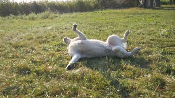 Labrador o golden retriever se rasca la espalda contra el césped. El perro cruza rodando por la hierba. Animal juguetón divirtiéndose en la naturaleza. En cámara lenta. De cerca. — Vídeo de stock