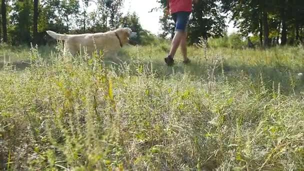 El joven y su perro crían labrador o golden retriever corriendo al aire libre en el campo. Hombre propietario y su animal doméstico jugando en el parque. Movimiento lento — Vídeos de Stock