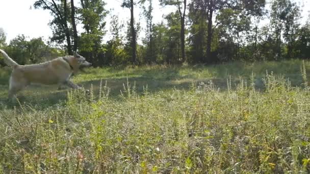 Psí plemeno Labradorský nebo zlatý retrívr běžící přines klacek venkovní na pole. Zpomalený pohyb — Stock video