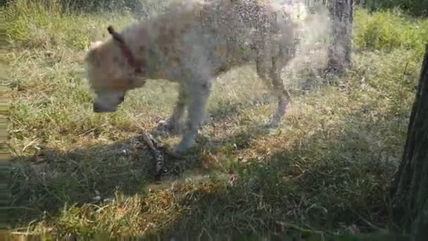 Natte hond afschudden water uit zijn vacht op aard. Golden retriever of labrador na zwemt in het meer. Slow motion — Stockvideo