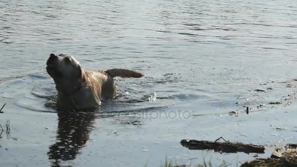 Der nasse Hund steht am Fluss und schüttelt der Natur Wasser aus dem Fell. Golden Retriever oder Labrador nach dem Baden im See. Zeitlupe — Stockvideo