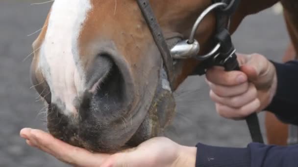 Male hand feeding and caressing muzzle of a horse. Arm of human stroking and petting face of stallion. Care and love for the animals. Close up — Stock Video