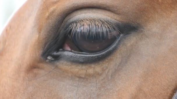 Close-up van het oog van een mooi bruin paard. Paarden oog knippert — Stockvideo