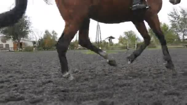 Pie de caballo corriendo sobre la arena. Primer plano de las piernas galopando en el suelo mojado fangoso . — Vídeo de stock