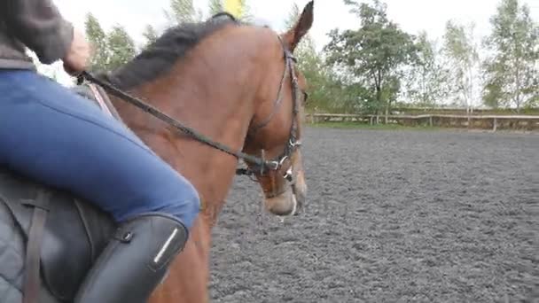 Ung man ridning utomhus. Manliga jockey på häst gå på manege på farm på mörka molnig dag. Vacker natur vid bakgrund. Sidovy. Kärlek till djur — Stockvideo