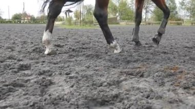 Ayak kum üzerinde çalışan at. Islak çamurlu zeminde dörtnala bacak yakın çekim.