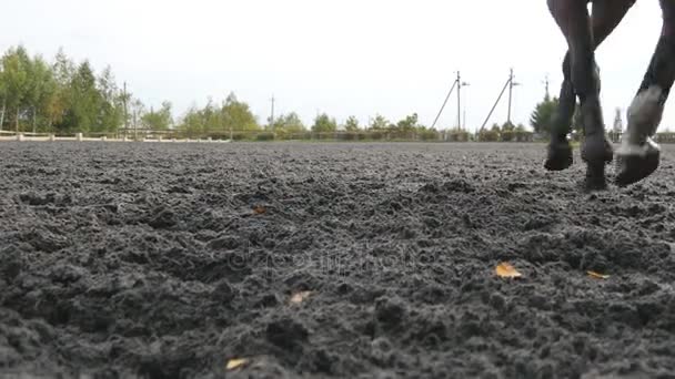 Jongeman horseback het berijden buiten. Mannelijke jockey op paard lopen bij manege op boerderij op donkere bewolkte dag. Prachtige natuur bij achtergrond. Liefde voor dieren — Stockvideo