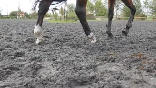 砂の上を実行している馬の足。濡れた泥だらけの地面にギャロッピング足のクローズ アップ. — ストック動画