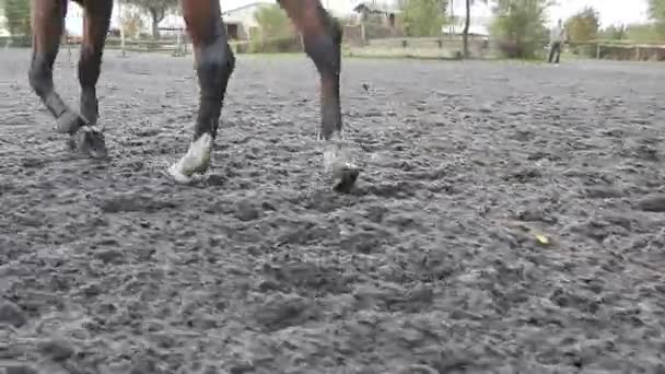Pie de caballo corriendo sobre la arena. Primer plano de las piernas galopando en el suelo mojado fangoso . — Vídeos de Stock