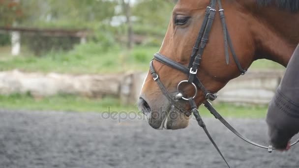 Jovem acariciando cavalo marrom ao ar livre. O jóquei masculino acaricia e acaricia o garanhão na natureza. Cuidado e amor pelos animais. Fechar câmera lenta — Vídeo de Stock