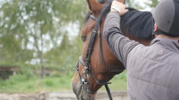 Młody człowiek głaszcząc brązowy koń na świeżym powietrzu. Pieszczoty męskich jockey i pieszczoty ogier w nature. Troską i miłością do zwierząt. Slow motion z bliska — Wideo stockowe