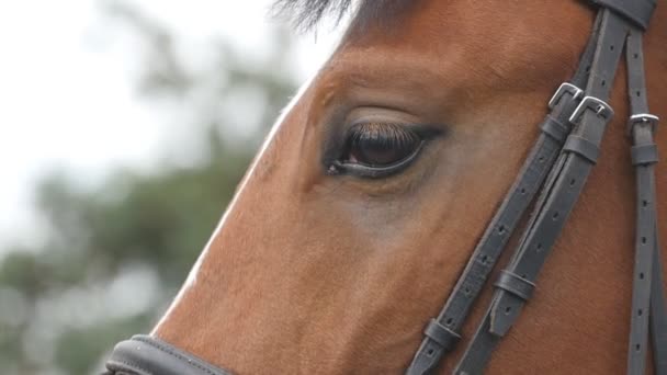 Vista de cerca del ojo de un hermoso caballo marrón. Ojo equino parpadeando. Movimiento lento — Vídeo de stock