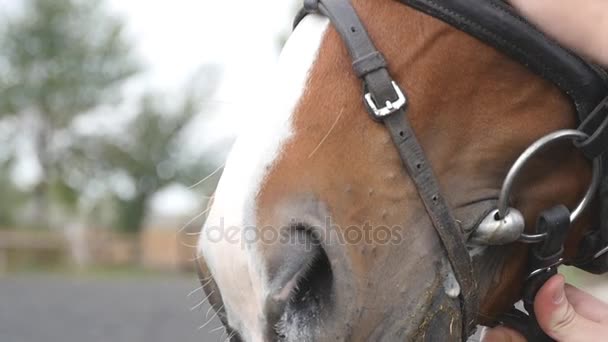 Male hand feeding and caressing muzzle of a horse. Arm of human stroking and petting face of stallion. Care and love for the animals. Close up slow motion — Stock Video