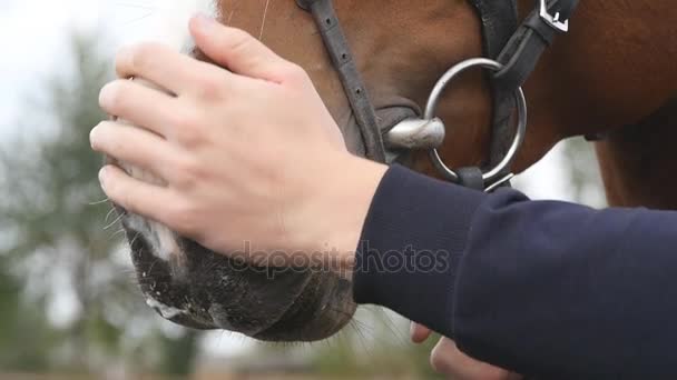 Mužské ruce krmení a mazlení tlamy koně. ARM lidských hlazení a mazlení tvář hřebce. Péče a láska pro zvířata. Detailní záběr Zpomalený pohyb — Stock video