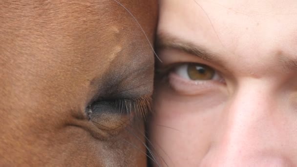 Animal and human eye - horse and man looking together at camera. Close up view of the eye of a beautiful brown stallion and young handsome guy. Detail sight and blinking of boy and mare. Slow motion — Stock Video