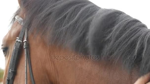 Mão de homem acariciando crina de cavalo. Braço de carícias de jóquei masculino e garanhão marrom acariciando na natureza. Cuidado e amor pelos animais. Fechar câmera lenta — Vídeo de Stock