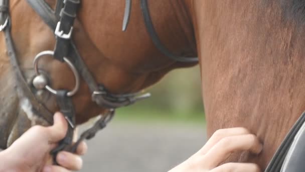 Main d'homme caressant le cou du cheval. Bras de jockey masculin caresse et caresse l'étalon brun à la nature. Soin et amour pour les animaux. Gros plan Mouvement lent — Video