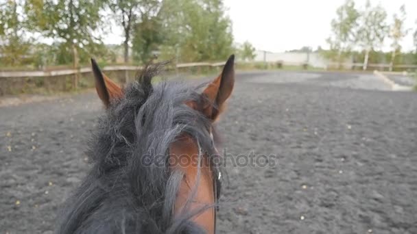 Ego-Ansicht des Reitens auf einem Pferd. Sicht des Reiters zu Fuß auf Hengst. Zeitlupe aus nächster Nähe — Stockvideo