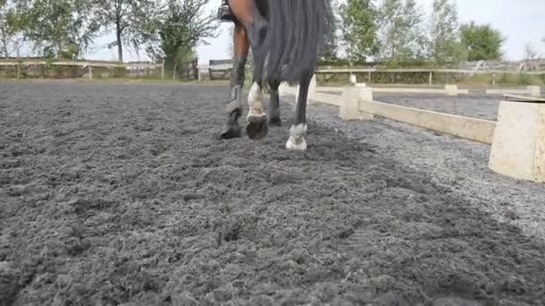 Pied de cheval marchant sur le sable. Gros plan des jambes allant sur le sol boueux humide au manège à la ferme. Suivre l'étalon. Gros plan Mouvement lent Vue arrière — Video