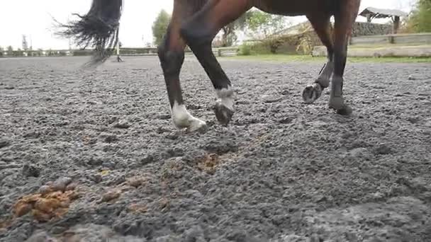 Следуя за лошадью, бегающей по песку. Ноги жеребца, скачущего по мокрой грязной земле. Медленное движение — стоковое видео