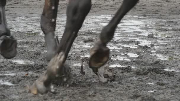 Pies de caballo corriendo sobre barro. Primer plano de las piernas del semental trotando en el suelo mojado y fangoso. Primer plano de las patas galopando. Movimiento lento — Vídeo de stock