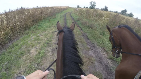 Widok pierwszoosobowy z jazda na koniu. Punktu widzenia Rider chodzenia o ogiera w nature. POV ruchu. Z bliska — Zdjęcie stockowe