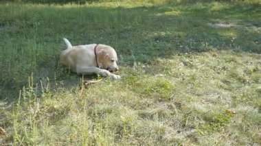Labrador ya da golden retriver tahta sopa açık yeme. Hayvan çiğnemek ve doğa bir sopa ısırma. Dışarıda oynayan köpek. Arka plan yaz manzaraya. Ağır çekim. Yakın çekim
