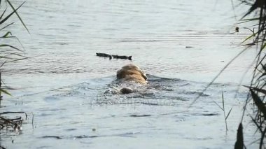 Köpek doğurmak labrador veya altın geri almak Yüzme bir sopa su Gölü Tabiat Parkı içinde dışarı çıkmak. Evcil hayvan yaz aylarında açık oynuyor. Ağır çekim