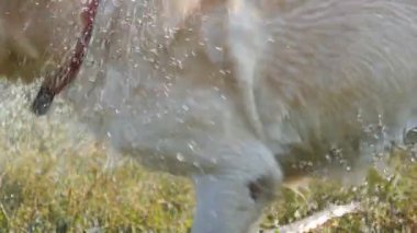 Islak köpek tüyleri, doğa su kapalı sallayarak. Altın geri almak ya da labrador gezen göle sonra. Ağır çekim