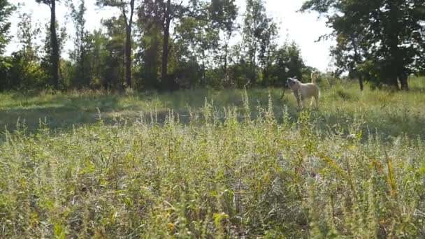 Σκύλο φυλής Λαμπραντόρ ή χρυσόs retriever τρέχει με το ραβδί στο στόμα και να κουνάει την ουρά που είναι εξωτερική στο πεδίο. Αργή κίνηση — Αρχείο Βίντεο