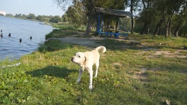 Вологий собака відштовхує воду від свого хутра на природі. Золотий ретривер або лабрадор після плавання в озері. Повільний рух — стокове відео