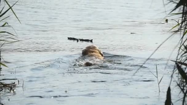 Σκύλο φυλής Λαμπραντόρ ή χρυσόs retriever κολύμπι για να πάρει ένα ραβδί από μια λίμνη νερού στο φυσικό πάρκο. Παίζει με το κατοικίδιο ζώο εξωτερική το καλοκαίρι. Αργή κίνηση — Αρχείο Βίντεο