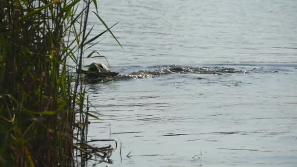 狗繁殖拉布拉多犬和金毛游泳出去一根棍子从自然公园水湖。玩户外夏天的家养动物。慢动作 — 图库视频影像