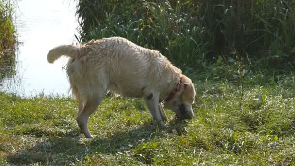 Labrador eller golden retriver äta träpinne utomhus. Djur tugga och bita en pinne på naturen. Hunden spelar utanför. Sommar landskap i bakgrunden. Slow motion. Närbild — Stockvideo
