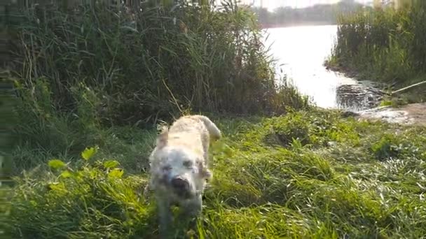 Natte hond afschudden water uit zijn vacht op aard. Golden retriever of labrador na zwemt in het meer. Slow motion — Stockvideo