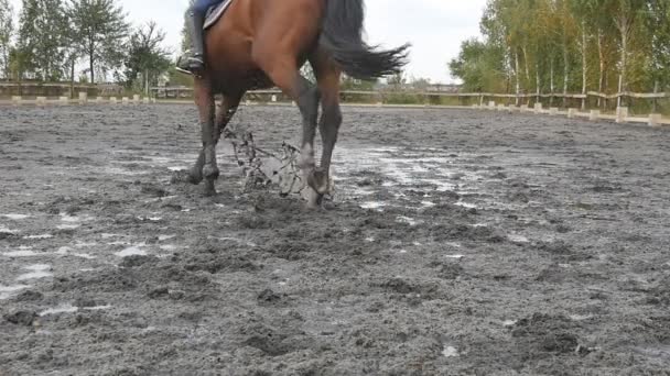 Pies de caballo corriendo sobre barro. Primer plano de las piernas del semental trotando en el suelo mojado y fangoso. Joven montar a caballo al aire libre. Primer plano de las patas galopando. Movimiento lento — Vídeos de Stock