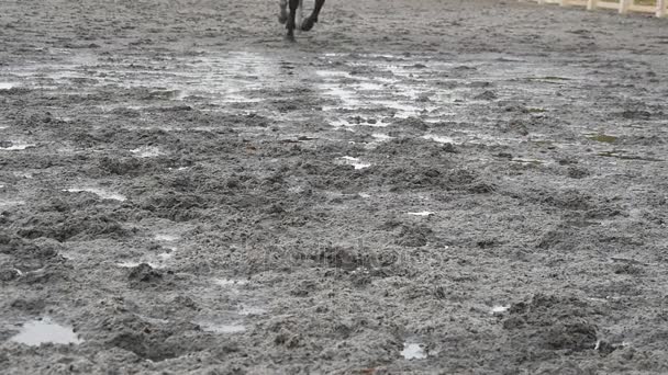 泥において動く馬のフィート。種牡馬は濡れた泥だらけの地面にジョギングの足のクローズ アップ。ギャロッピングの足のクローズ アップ。スローモーション — ストック動画