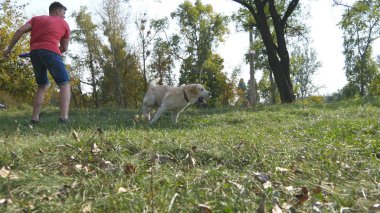 Adam sopa ya da oyuncak hayvan onun köpekler için için atma. Labrador ya da altın geri almak gidiş tahta sopa almaya. Erkek sahibi ve doğa yaz aylarında açık oynarken onun evcil hayvan. Yakın çekim